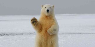 Bitcoin Traders Anticipate $60K Bearish Target as Miners Reduce Holdings news-15062024-025750