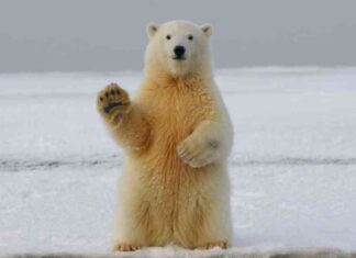 Bitcoin Traders Anticipate $60K Bearish Target as Miners Reduce Holdings news-15062024-025750