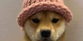 The Importance of Fundamental Analysis in Memecoin Mania news-15062024-134820