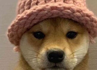 The Importance of Fundamental Analysis in Memecoin Mania news-15062024-134820