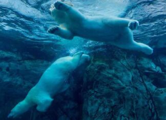 Cryptocurrency Market Update: Dogecoin and Solana Plummet Alongside Bitcoin to $66K news-18062024-003844