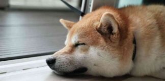 Dogecoin Bulls Experience $60M Liquidations in Largest Impact Since 2021 news-18062024-035813