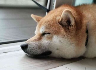 Dogecoin Bulls Experience $60M Liquidations in Largest Impact Since 2021 news-18062024-035813