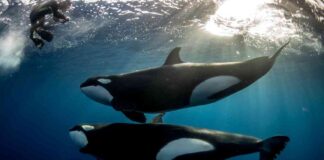 Arthur Hayes Acquires Pendle Token, Price Surges 25% news-21062024-031140