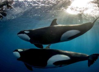 Arthur Hayes Acquires Pendle Token, Price Surges 25% news-21062024-031140