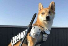 Floki FOMO: Social Media Drives Coin to 300% Surge news-23062024-012247