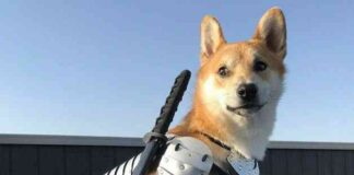 Floki FOMO: Social Media Drives Coin to 300% Surge news-23062024-012247