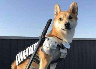 Floki FOMO: Social Media Drives Coin to 300% Surge news-23062024-012247