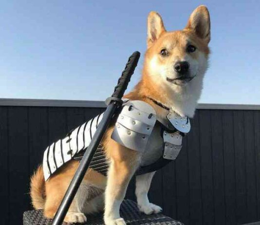 Floki FOMO: Social Media Drives Coin to 300% Surge news-23062024-012247