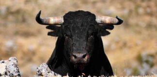 Crypto Market Anticipates Renewed Bullish Trend Post $10B Options Expiry news-26062024-005410