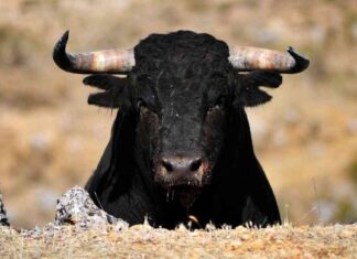 Crypto Market Anticipates Renewed Bullish Trend Post $10B Options Expiry news-26062024-005410