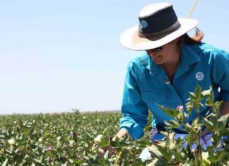 Shortage of skilled plant breeders could impact global food security shortage-of-skilled-plant-breeders-could-impact-global-food-security