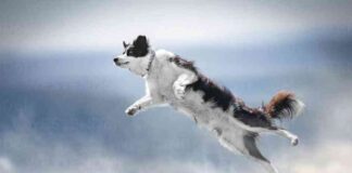 Dogwifhat (WIF) Surges 21% – Analysts Predict $4.5 Price Target news-02072024-002018