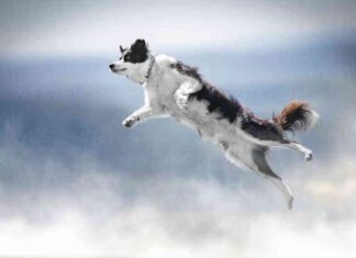 Dogwifhat (WIF) Surges 21% – Analysts Predict $4.5 Price Target news-02072024-002018