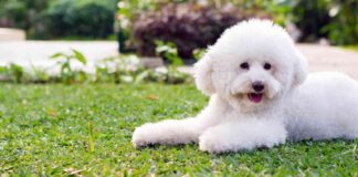 Bitcoin Price Drops Below $57k Ahead of Poodlana Presale Launch news-04072024-194848