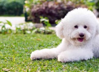 Bitcoin Price Drops Below $57k Ahead of Poodlana Presale Launch news-04072024-194848