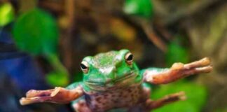 HOPPY Price Prediction: Tequila (JULIO) Solana Meme Coin Launch – CoinJournal news-07072024-015208