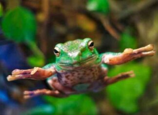 HOPPY Price Prediction: Tequila (JULIO) Solana Meme Coin Launch – CoinJournal news-07072024-015208