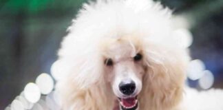 Solana Price Analysis: Poodlana Presale Reaches $1.4M – CoinJournal news-19072024-181529