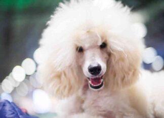 Solana Price Analysis: Poodlana Presale Reaches $1.4M – CoinJournal news-19072024-181529