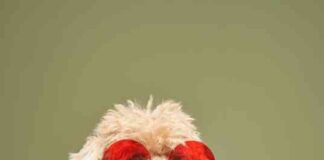 Solana’s Poodlana Hits $3 Million Milestone: SOL Shorts Suffer as Price Surges news-27072024-071511