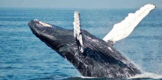 Bitcoin Whales Increase Holdings Amid Crypto Market Turmoil: ETF Investors Stay Put news-06082024-192540