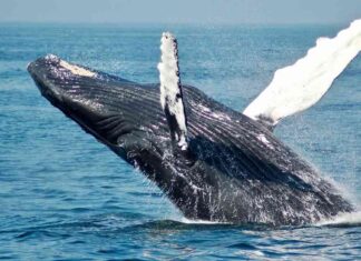 Bitcoin Whales Increase Holdings Amid Crypto Market Turmoil: ETF Investors Stay Put news-06082024-192540