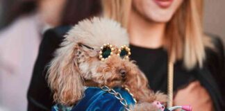 Cryptocurrency Price Forecast: Solana, Poodlana, and Bitcoin in 2021 news-08082024-095511