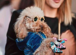 Cryptocurrency Price Forecast: Solana, Poodlana, and Bitcoin in 2021 news-08082024-095511