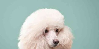 Investors Seek Higher Returns in Poodlana Amid Buying Opportunity news-05092024-025118