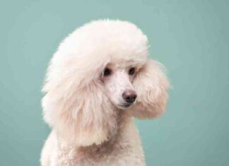 Investors Seek Higher Returns in Poodlana Amid Buying Opportunity news-05092024-025118