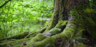 Ethereum-Inspired DAO Trend Gains Momentum in Bitcoin Ecosystem news-16092024-050013