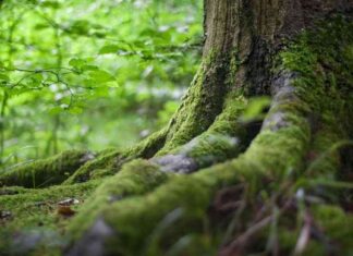 Ethereum-Inspired DAO Trend Gains Momentum in Bitcoin Ecosystem news-16092024-050013