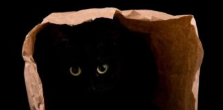 Cat-Themed Memecoins: Preferred Risk On Bets Surge 40% in One Week news-22092024-024437