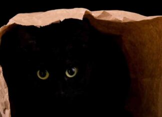 Cat-Themed Memecoins: Preferred Risk On Bets Surge 40% in One Week news-22092024-024437