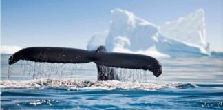 Whale Sells INJ, Buys LDO: Crypto Market Update news-25092024-154517