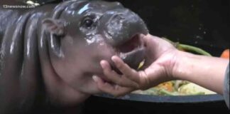 Rising Crypto ‘Moo Deng’ Surpasses $100M Amid Hippo Meme Craze news-26092024-114021