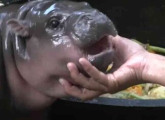 Rising Crypto ‘Moo Deng’ Surpasses $100M Amid Hippo Meme Craze news-26092024-114021