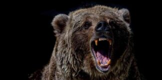 Bitcoin Price Volatility Amid Market Swings: Memecoins Struggle as Profit-Taking Begins news-09102024-054903