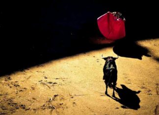 Bitcoin Price Surges Past $65K, Analyzing Growth Compared to Previous U.S. Election Cycles news-14102024-193957