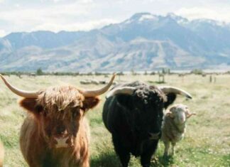 Bitcoin Futures Open Interest at Record High, Indicates Bullish Trend news-16102024-145319