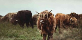 Crypto’s Bullish Momentum: History Points to Post-Election Growth news-16102024-205547