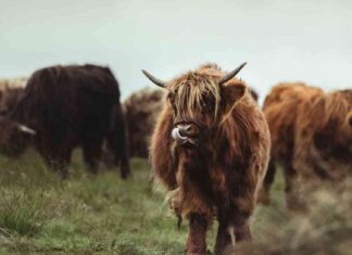 Crypto’s Bullish Momentum: History Points to Post-Election Growth news-16102024-205547