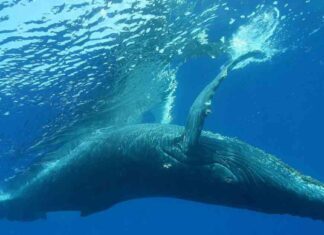 Understanding Polymarket Whales and Prediction Market Manipulation news-21102024-215323