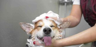 Polymarket Accused of Wash Trading: What You Need to Know news-31102024-131940