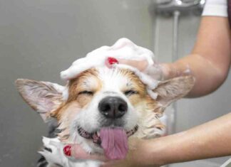 Polymarket Accused of Wash Trading: What You Need to Know news-31102024-131940