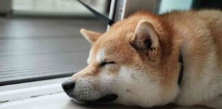 Cryptocurrency Market Update: Dogecoin Surges 10%, Bitcoin ETFs See $541M Outflow Pre-U.S. Elections news-05112024-170045