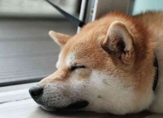 Cryptocurrency Market Update: Dogecoin Surges 10%, Bitcoin ETFs See $541M Outflow Pre-U.S. Elections news-05112024-170045