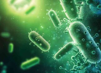 Revolutionizing Traditional Funding: Binance Labs Invests in BIO Protocol news-08112024-213602