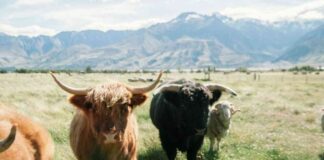 Bitcoin Price Forecast: $80K Targeted with Futures Premium Surge and $1.6B Options Bet news-10112024-152418